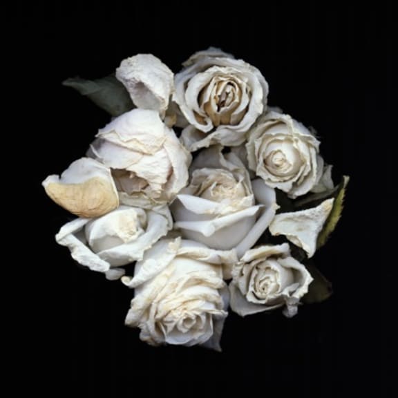 Rose 3