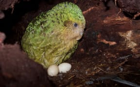 The kākāpō Weheruatanga-o-te-Po nesting in 2019. Kākāpō are predicted to breed again in 2022.