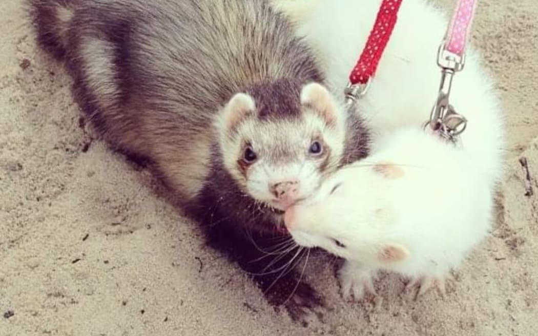 Heartspark and Delilah, Melissa's first two ferrets, died in 2013.