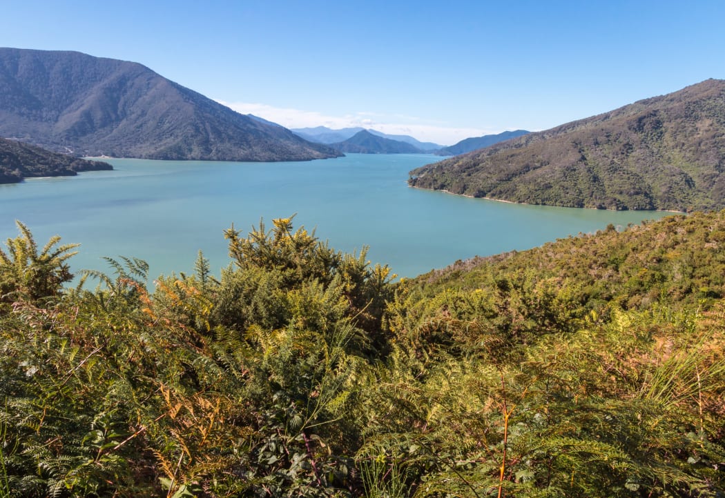An aerial view of Kenepuru Sound in the Marlborough Sounds.