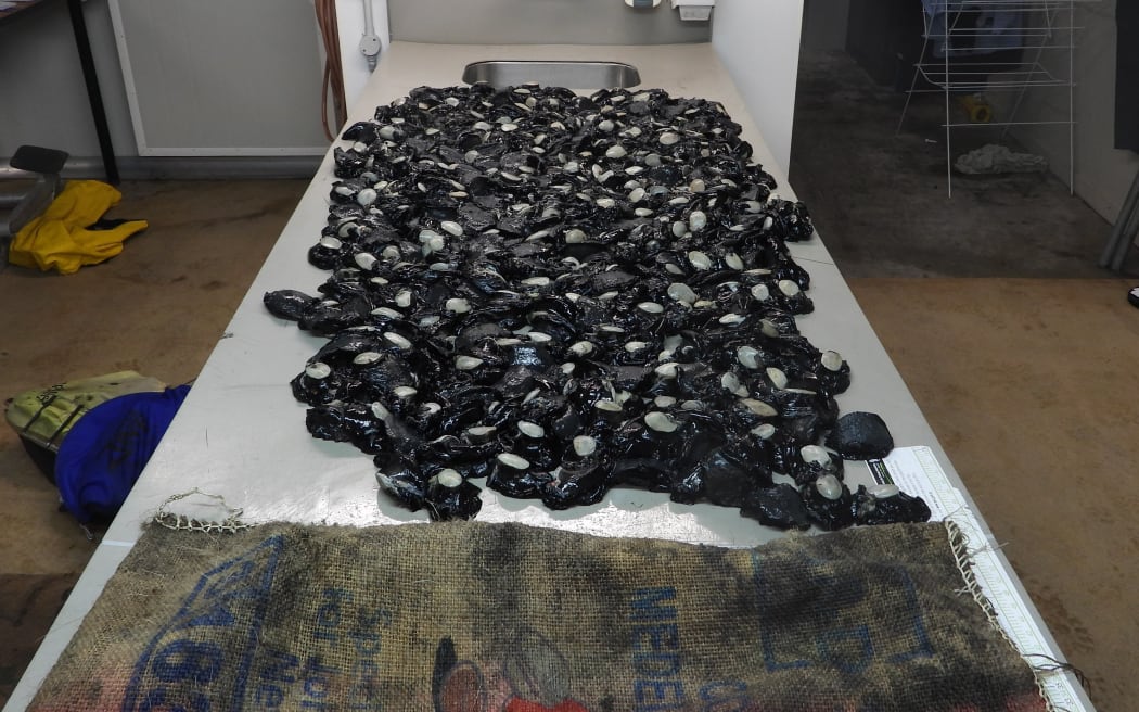 Fishery Officers based in Wellington have found and confiscated one of the biggest hauls of illegally harvested pāua in recent times, according to Fisheries New Zealand. Fishery Officers discovered 1,863 pāua which had already been shucked on a vessel that landed at Titahi Bay on 24 June 2025.