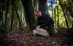 F-Bomb trap being set-up in forest.