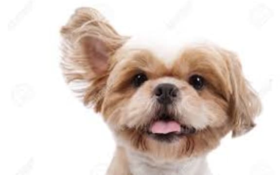 dog ears