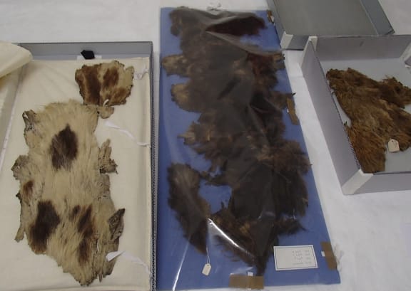Otago Museum has a small collection of rare kuri, or Maori dog skins, collected from Central Otago. While many cloaks made from kuri skins use just white fur, these skins are brown and even spotted.
