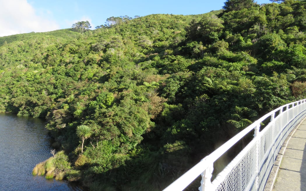 View from the top dam at Zealandia