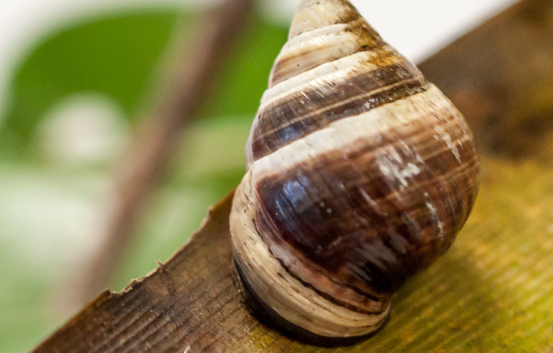 George: the last Hawaiian Brown Snail on earth