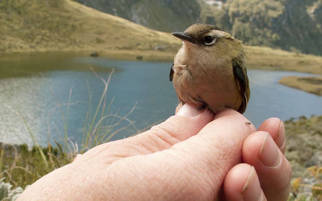 Tuke/Rock wren in Murchison Mountains