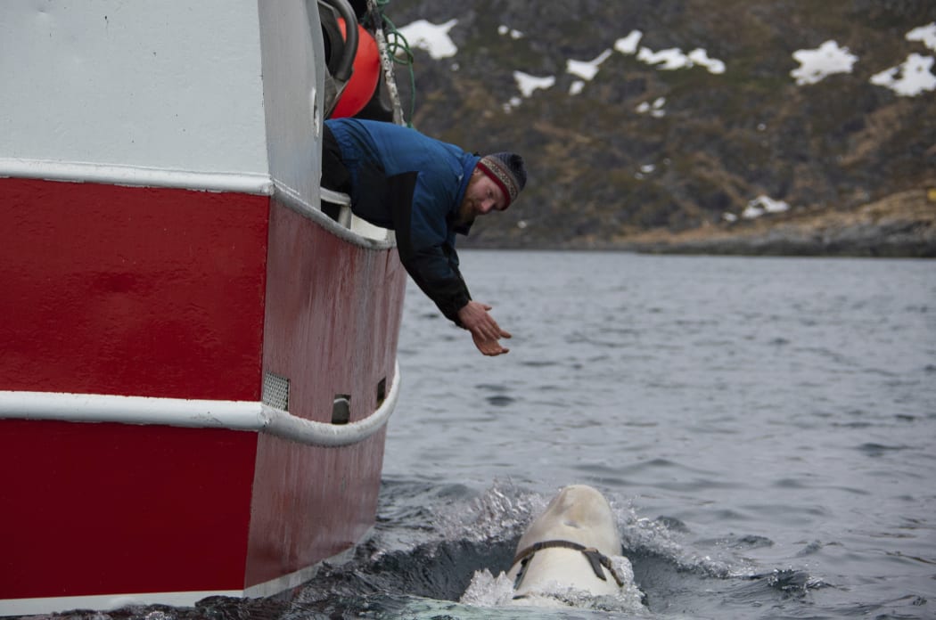 Norwegian fisherman Joar Hesten tries to attract the beluga whale swimming next to his boat.