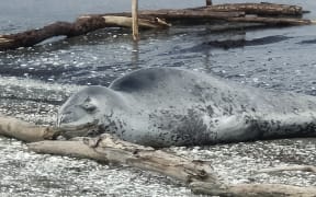 A Leopard Seal on Freyberg beach in Wellington.