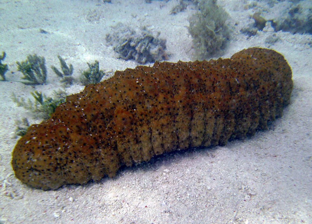 beche-de-mer
