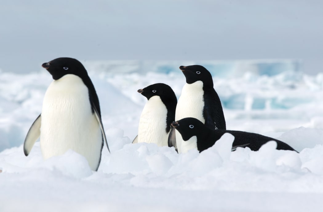 Adelie penguins