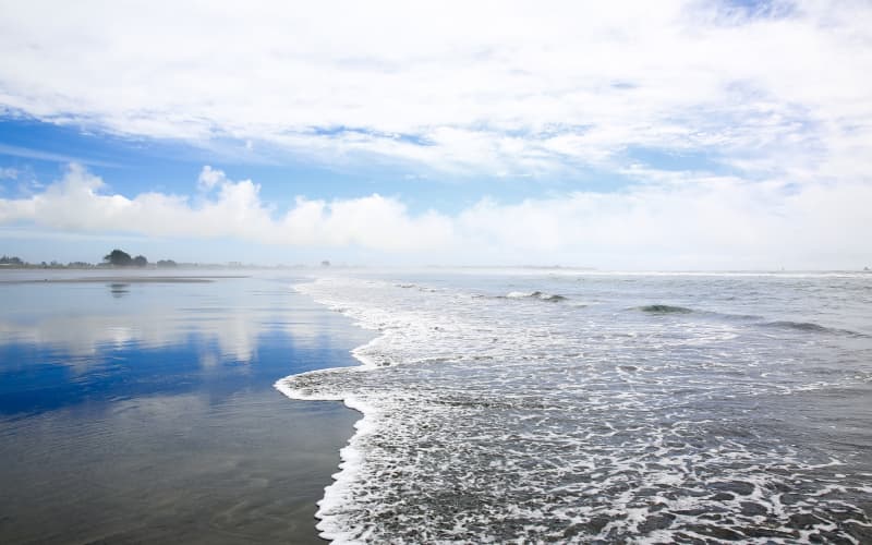 Dog owners warned after potentially poisoned rats wash up on beaches | RNZ