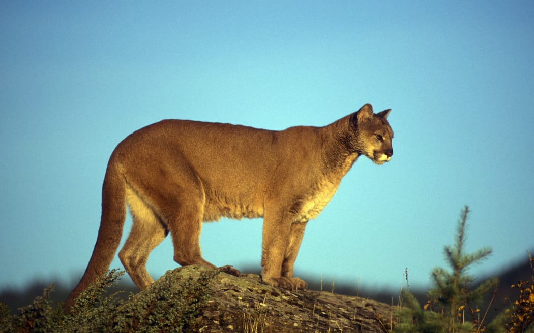 Cougar