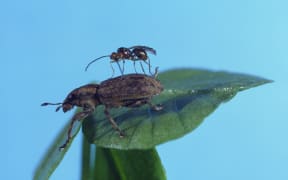 Weevil Wasp