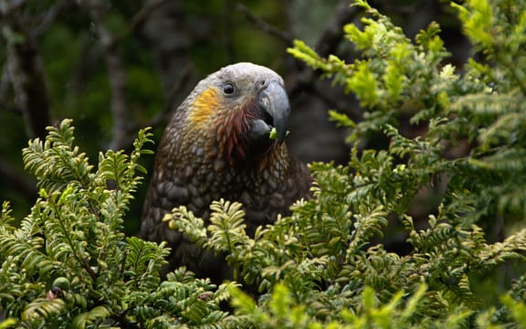 A New Zealand Kaka at Oban, Stewart Island, New Zealand.