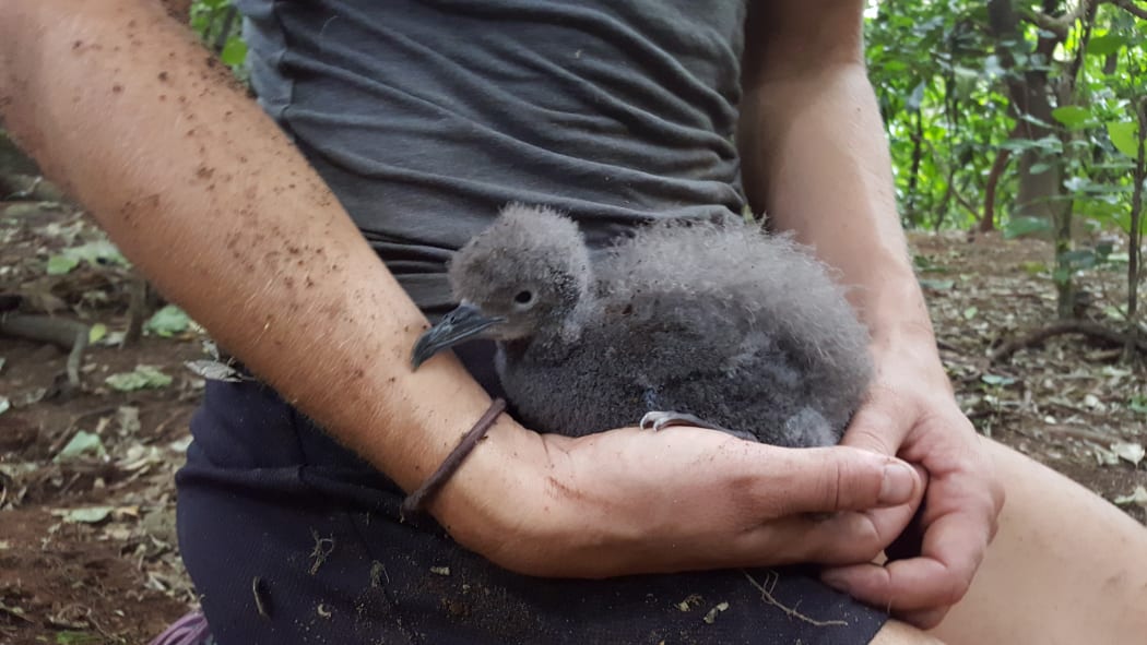 Young Buller's shearwater chick.