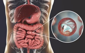 Cryptosporidium parvum parasites, the cause of cryptosporidiosis, computer illustration.