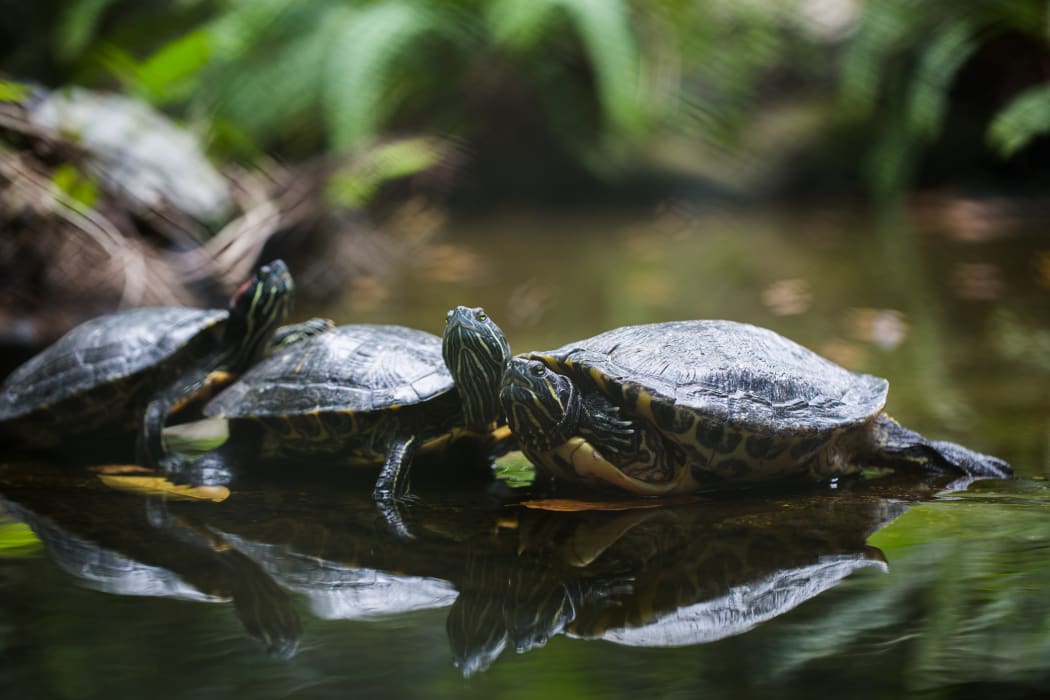 Group Red-eared slider resting on the shore. Turtle lined
