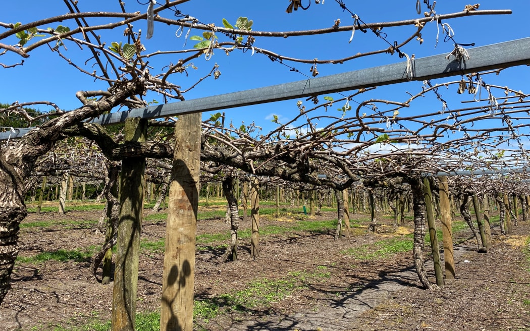 New growth can be seen shooting through but it won't bear fruit.
