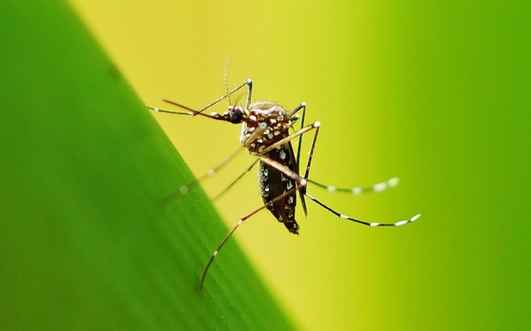Mosquitoes can learn to be attracted to the smell of repellent, study ...