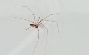 daddy long legs