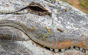 crocodile