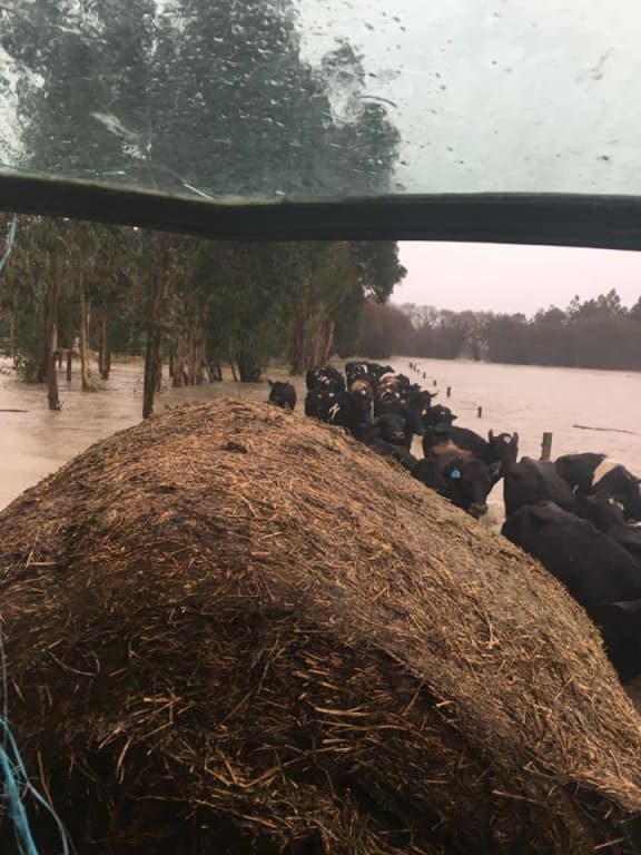 James Bruce leads cows to safety.