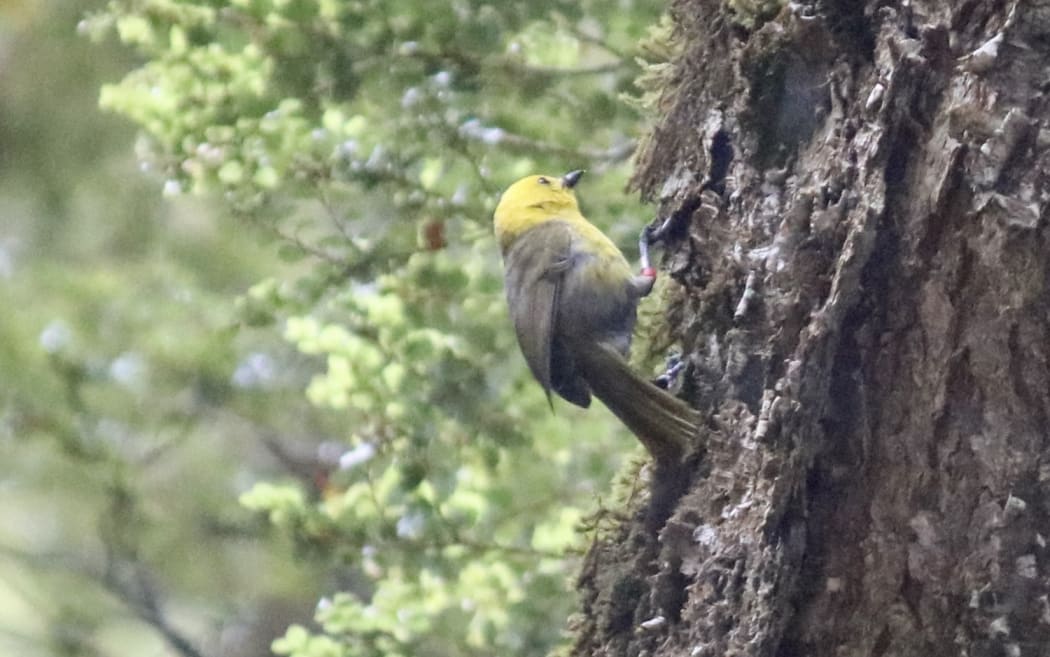 A mohua settling into its new home in the Matukituki Valley.