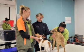 Checking dogs for seeds and soil before they head to the islands.