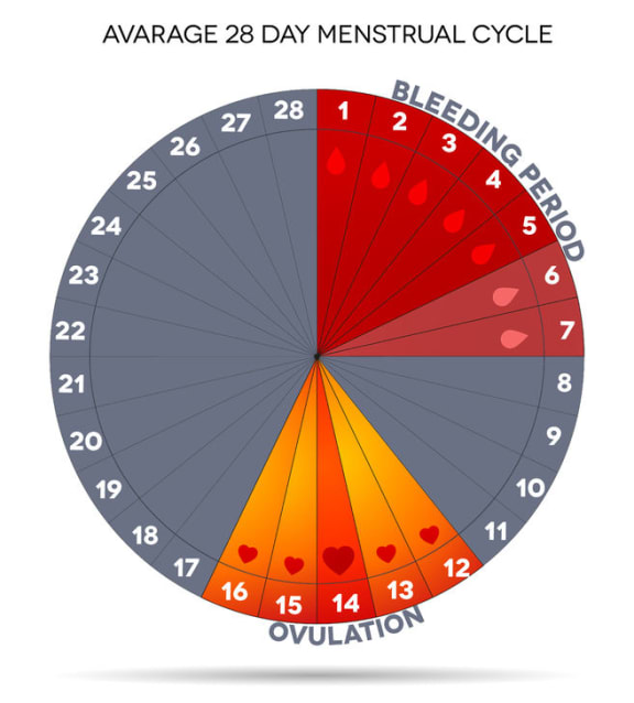 Average 28 day menstrual cycle.
