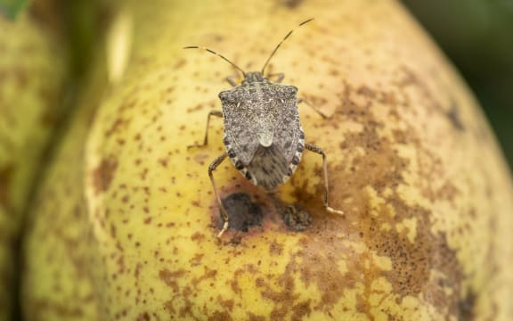 A brown marmorated stink bug on a damaged pear in Italy, where the bug has become a major pest.