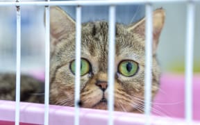 Closeup of one tabby kitten cat looking through a cage.