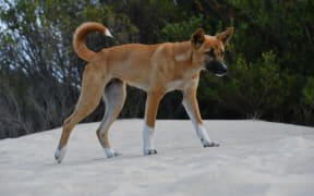Young dingo walking the sand dunes at Myall Lakes on the coast of New South Wales.