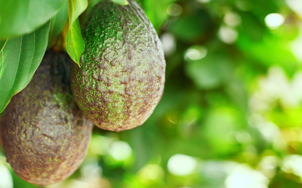Avocado fruit riping on the tree with sun light and bokeh, space, selective focus