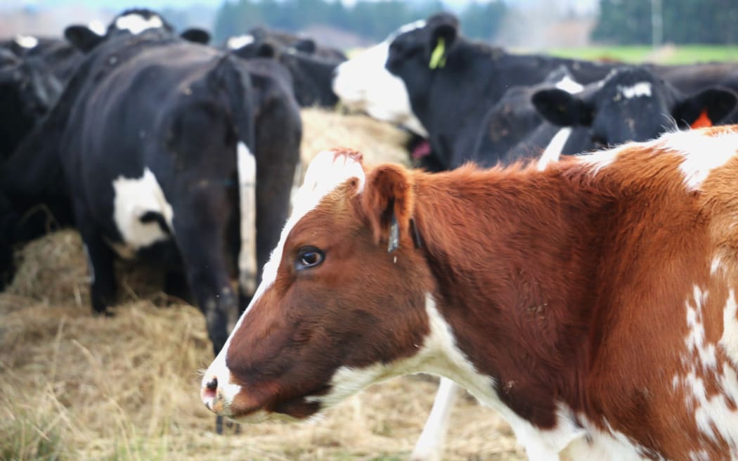 Mark Anderson - Regenerative Farmer in South Otago