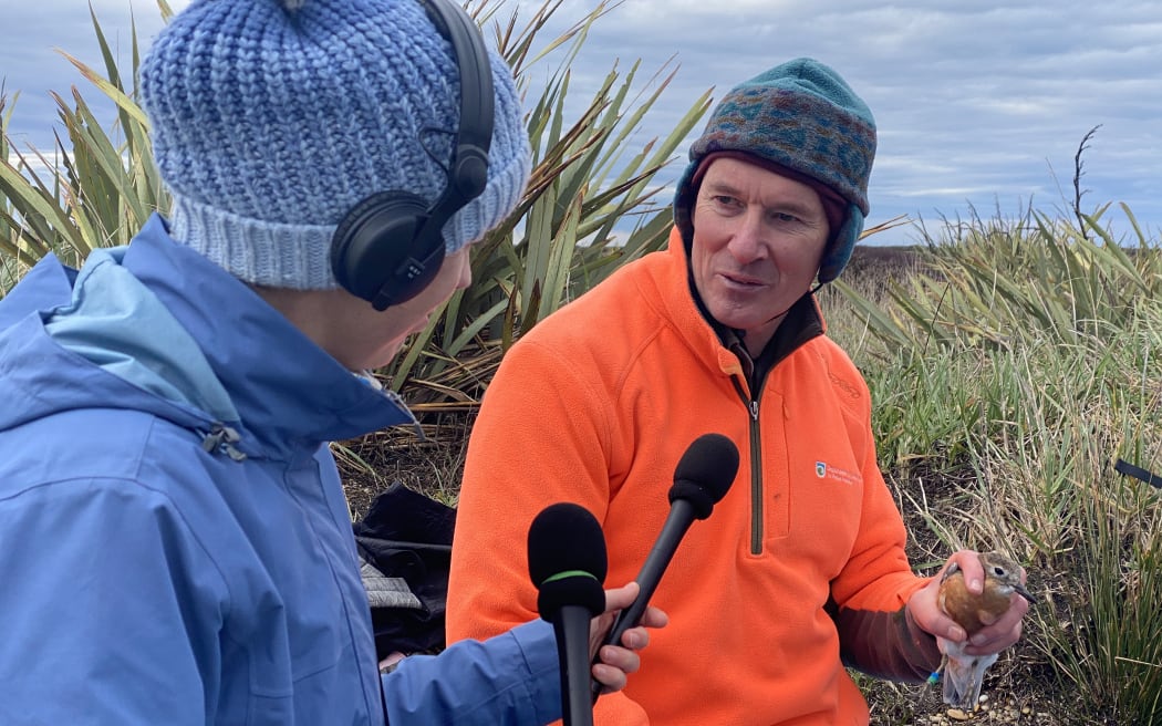 Claire is facing away from the camera, wearing a blue rainjacket and a blue beanie with a pompom on top. She is wearing headphones and holding two microphones. Richard is facing Claire and speaking while holding a small rust-coloured bird in his hand. He is wearing a bright orange fleece and a green beanie. The pair are sitting in scrubby flax vegetation.