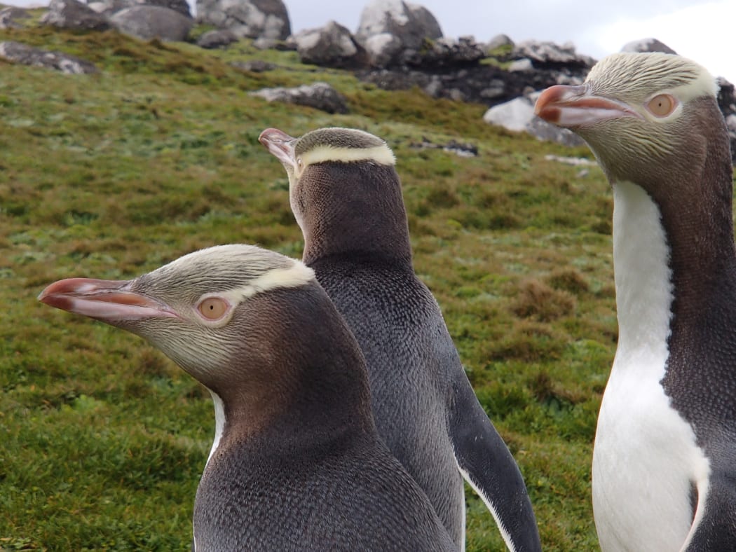 Hoiho / yellow-eyed penguins on Enderby Island, in the subantarctic Auckland islands.