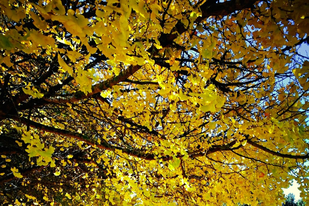 One Tree Hill (Maungakiekie), Auckland - Autumn foliage, North Island, New Zealand.