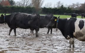 SAFE complaint against Lincoln Uni dairy farm footage