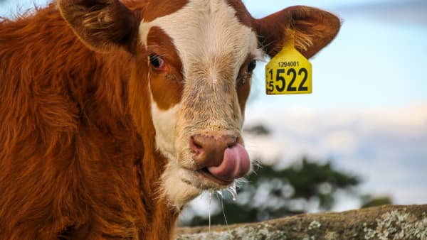 Cornwall Park breeds Simmental cattle.