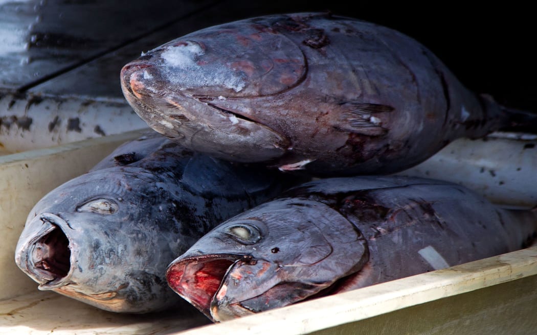 Yellow fin tuna waiting to be weighed and then off loaded in Avarua on Rarotonga.
