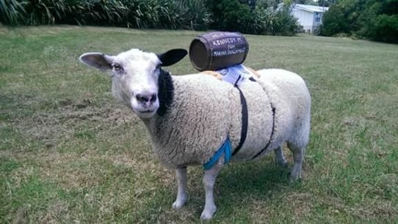 Multi the sheep will be travelling by ferry and car with her owner to deliver a petition against the construction of a marina on Waiheke Island.