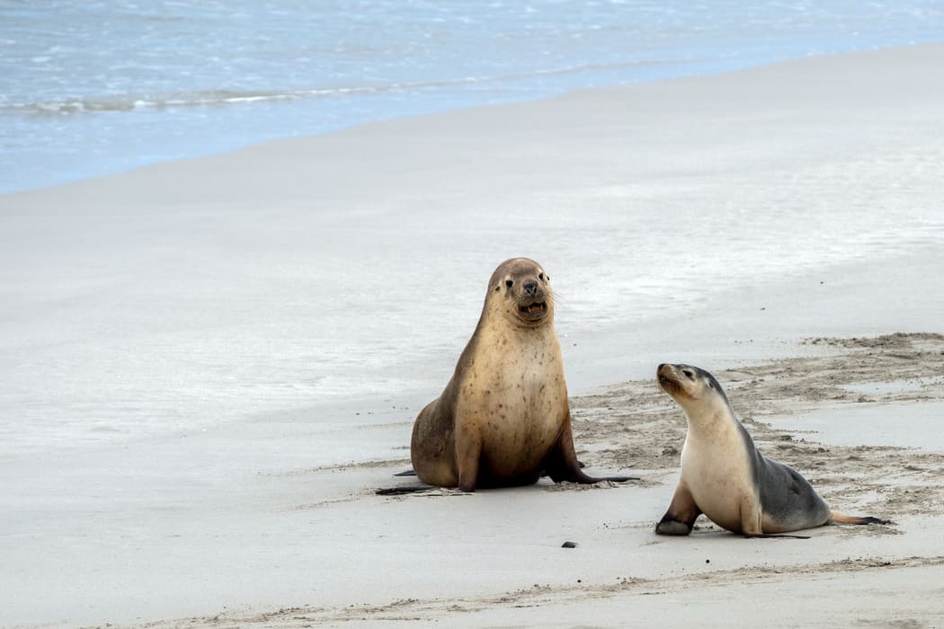 mother seal and son baby puppy australian sea lion in kangaroo island