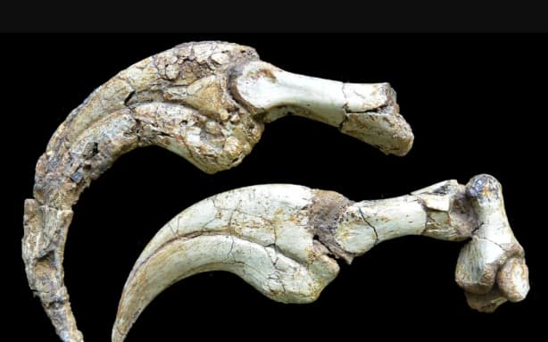Largest fully preserved dinosaur claw unearthed in Mongolia's Gobi