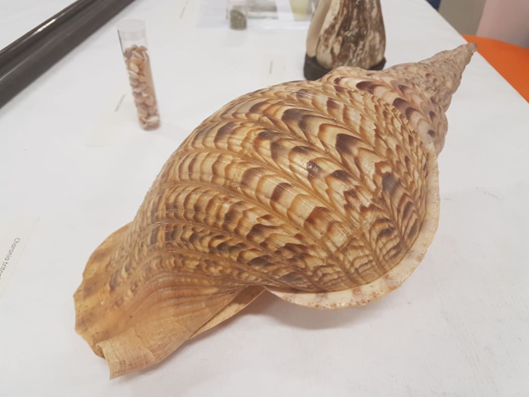 Charonia Tritonis conch shell with mouthpiece