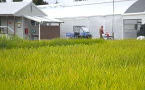 A nursery in Minginui.
