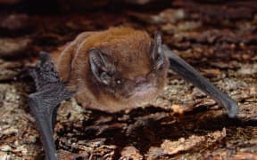 A long-tail bat, or pekapeka.