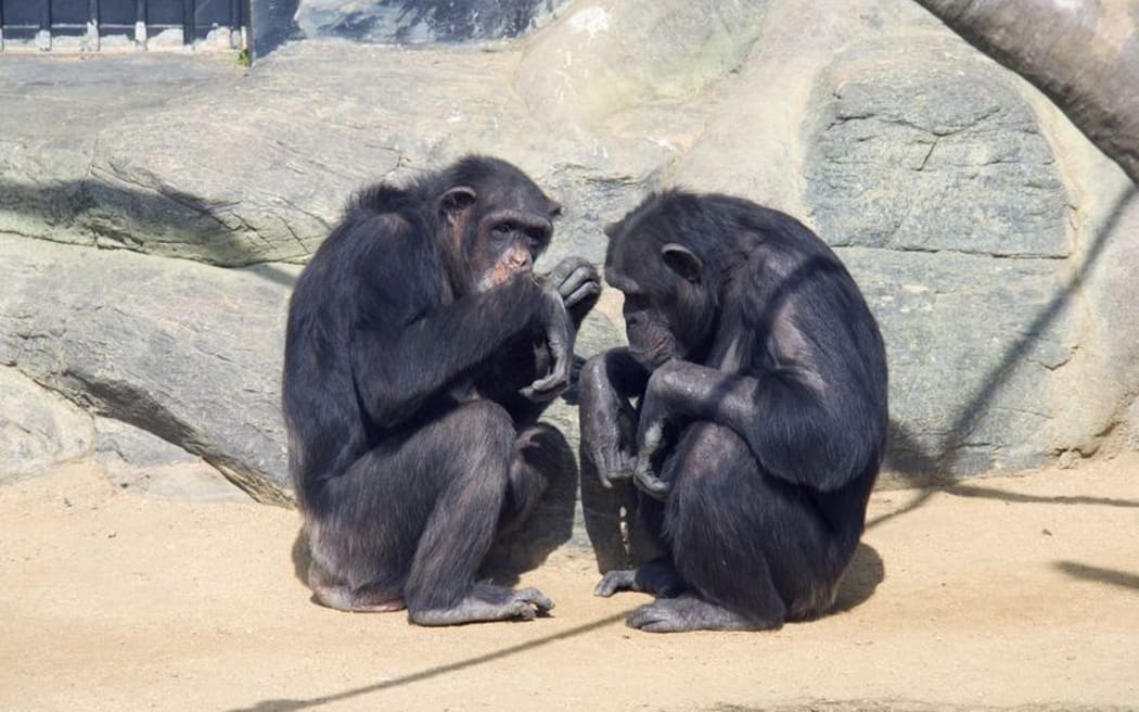 Chimpanzees learn a new dialect when they move to a new group.