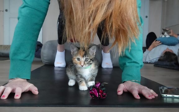 Kitten yoga at Yin Side Yoga in Paihia. Pitcured on 28 October 2023.