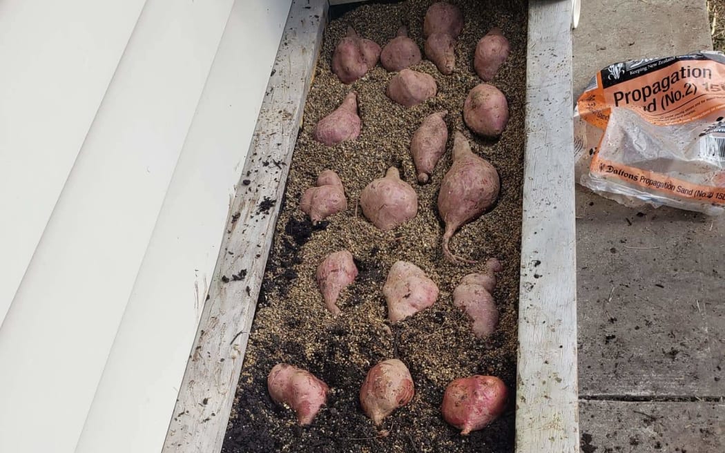 Kumara in a planter box